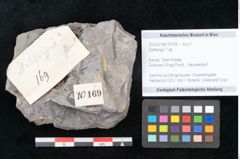 Foto (Objekt + Etikett) von Dalbergia sp. ? (NHMW-GEO-2024-0188-10169)